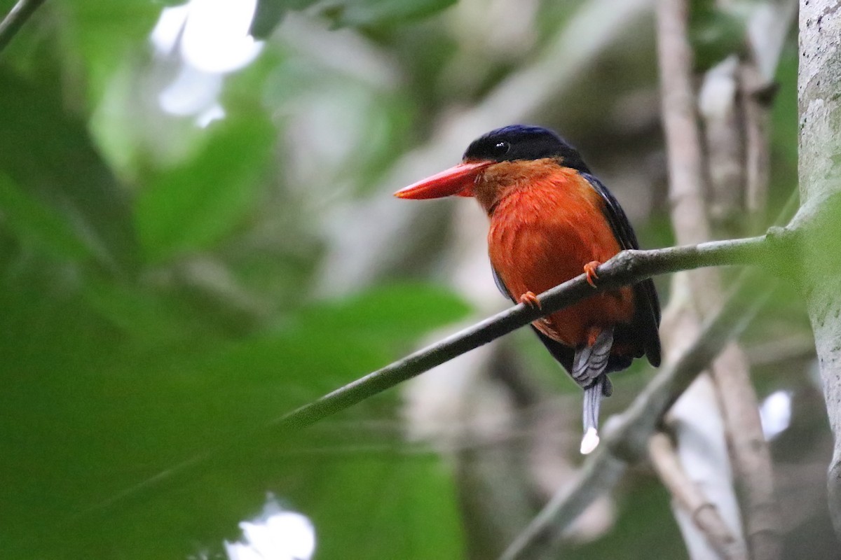 Red-breasted Paradise-Kingfisher - ML171488141