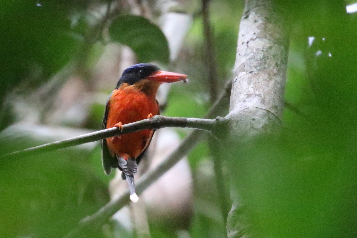 Red-breasted Paradise-Kingfisher - ML171488161