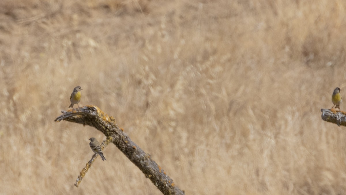 Lawrence's Goldfinch - ML171488281