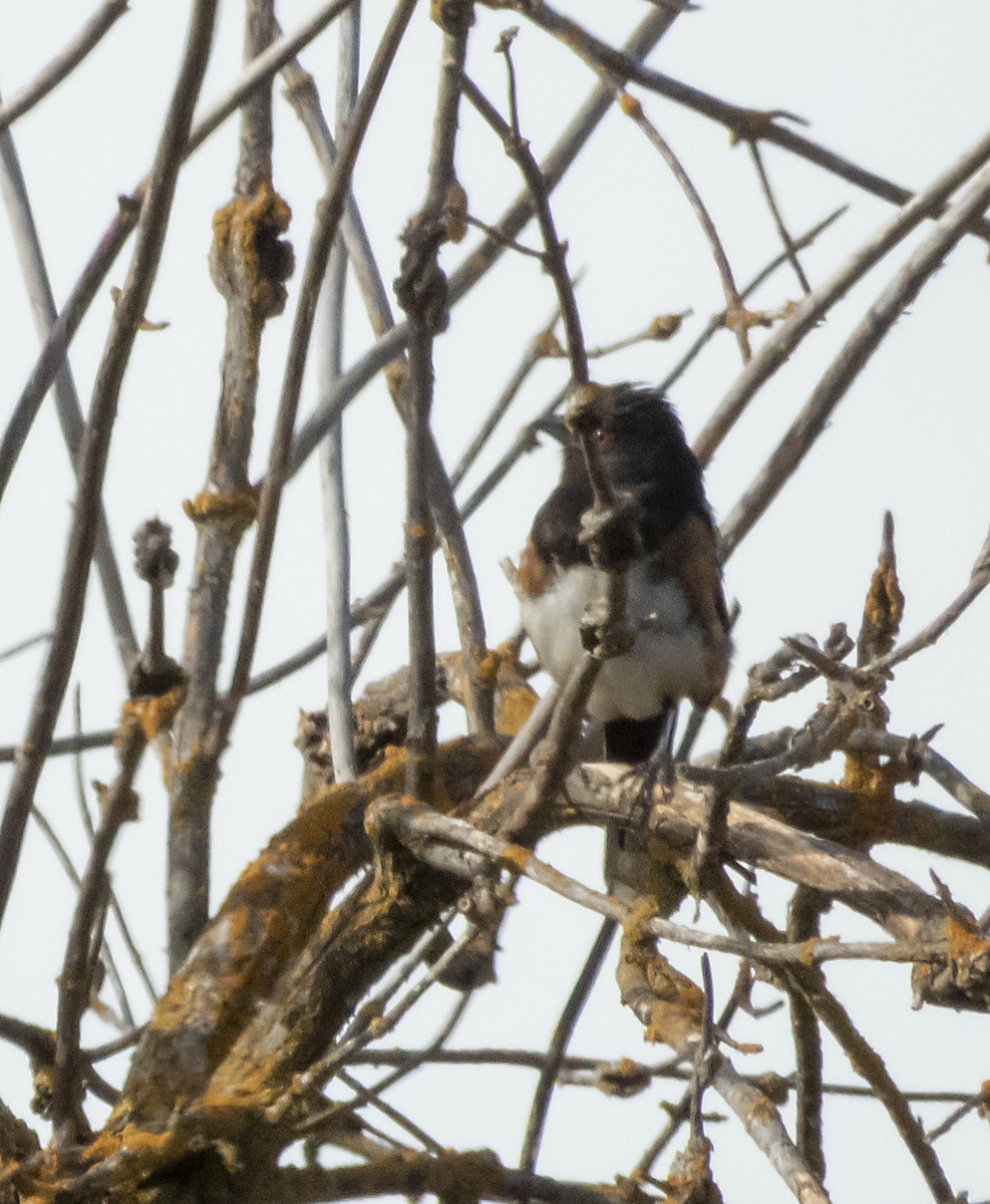 Spotted Towhee - ML171488311
