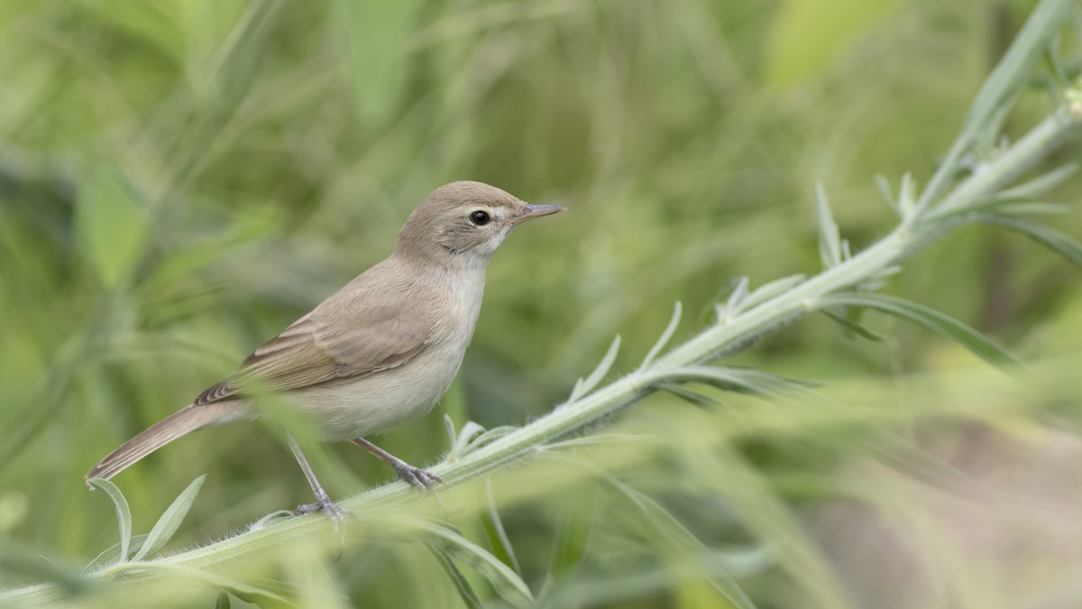 Booted Warbler - ML171488681
