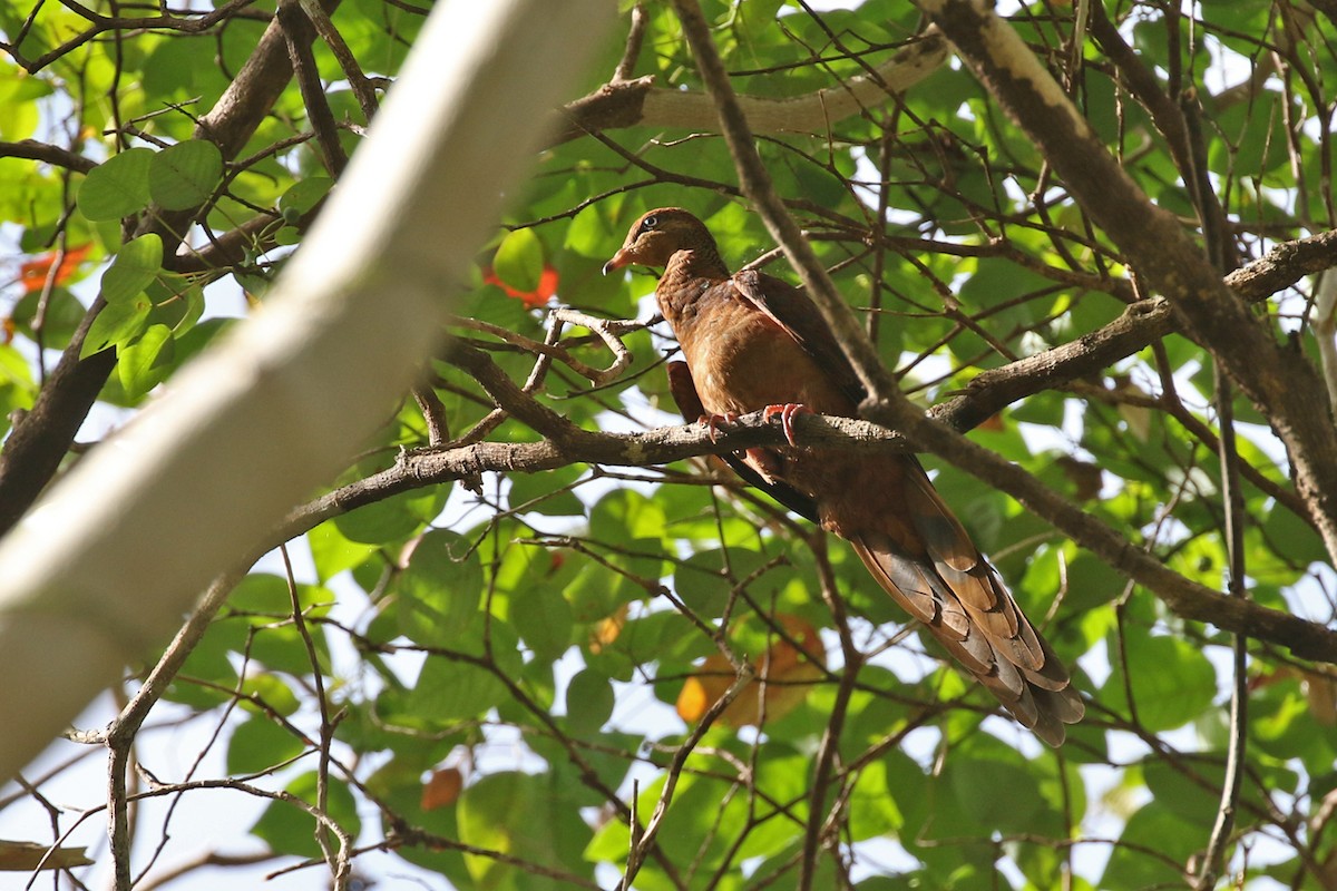 Sultan's Cuckoo-Dove - Charley Hesse TROPICAL BIRDING