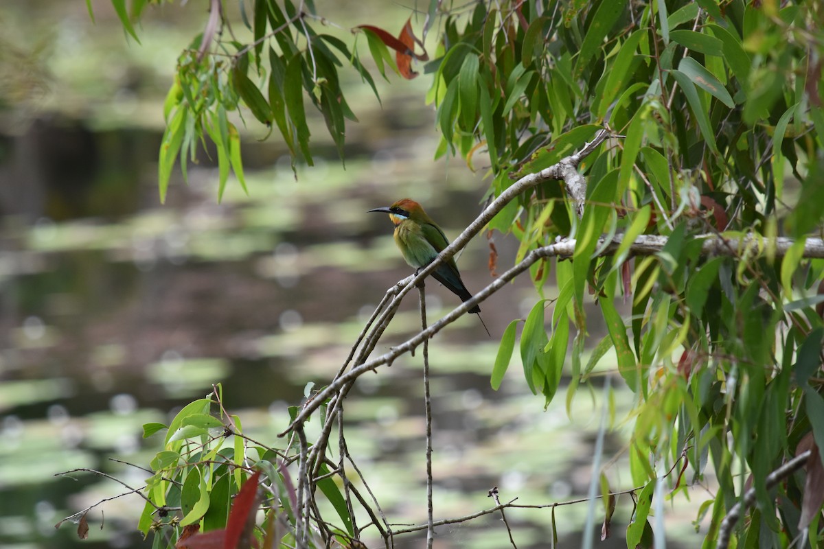 Rainbow Bee-eater - Matt Anderson