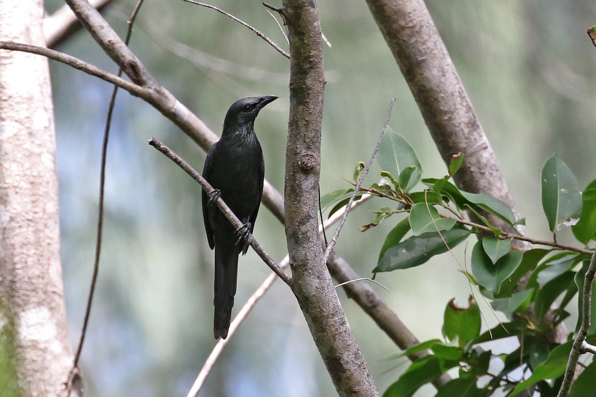 Moluccan Starling - Charley Hesse TROPICAL BIRDING