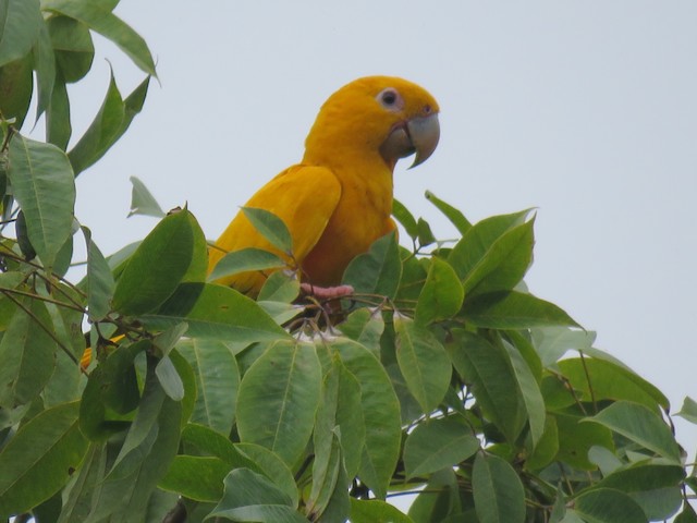 Possible confusion species: Golden Parakeet (<em class="SciName notranslate">Guaruba guarouba</em>). - Golden Parakeet - 