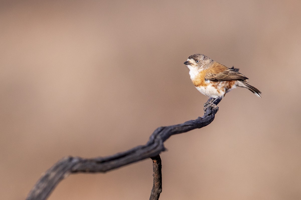 Chestnut-breasted Whiteface - ML171493851