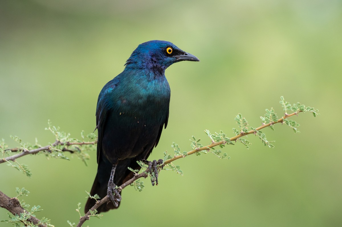Greater Blue-eared Starling - ML171493951