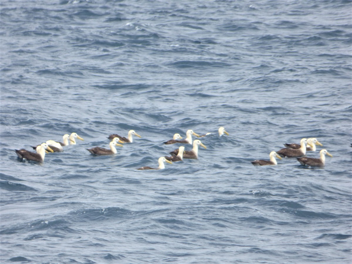 Waved Albatross - Mike Tuer