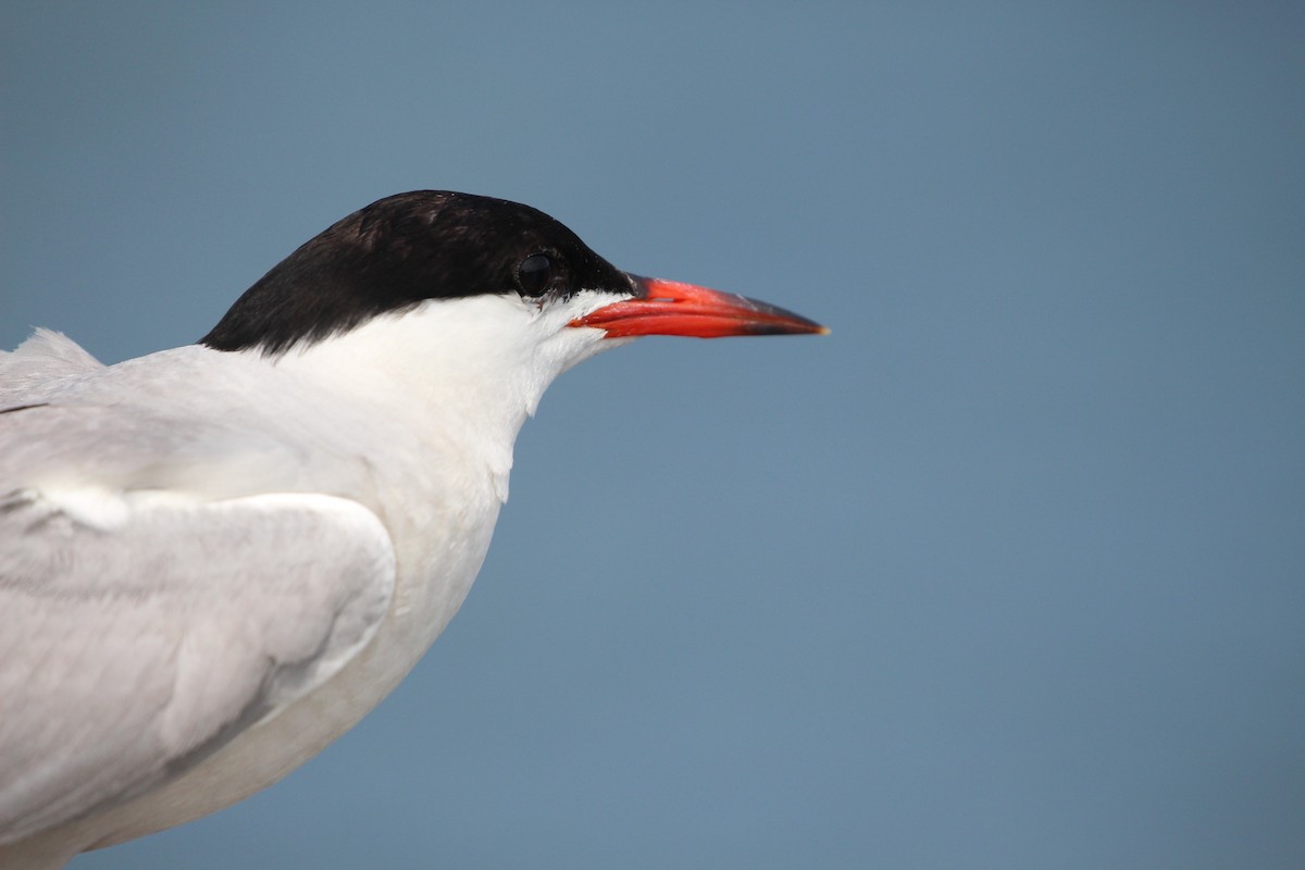 Common Tern - Jodhan Fine
