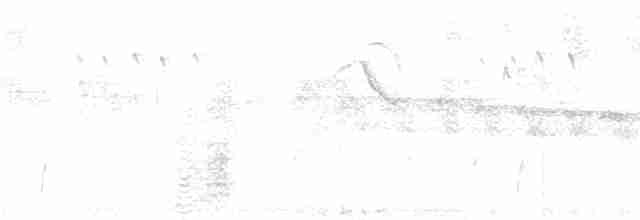 rødflekkparakitt (mitratus gr.) - ML171498