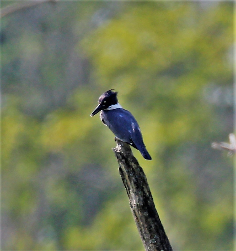 Belted Kingfisher - ML171498961