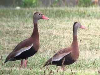 Black-bellied Whistling-Duck, ML171501021