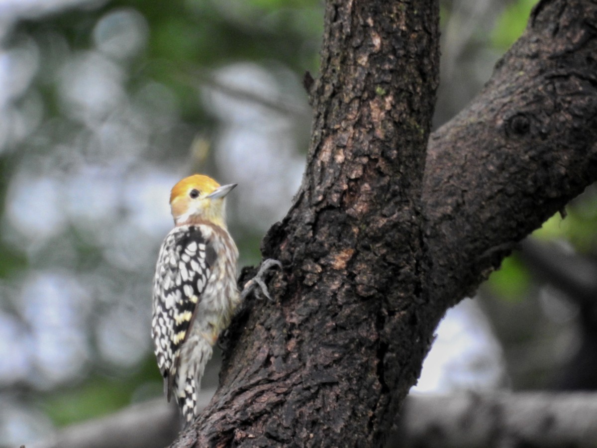 Yellow-crowned Woodpecker - Abhijeet Rasal