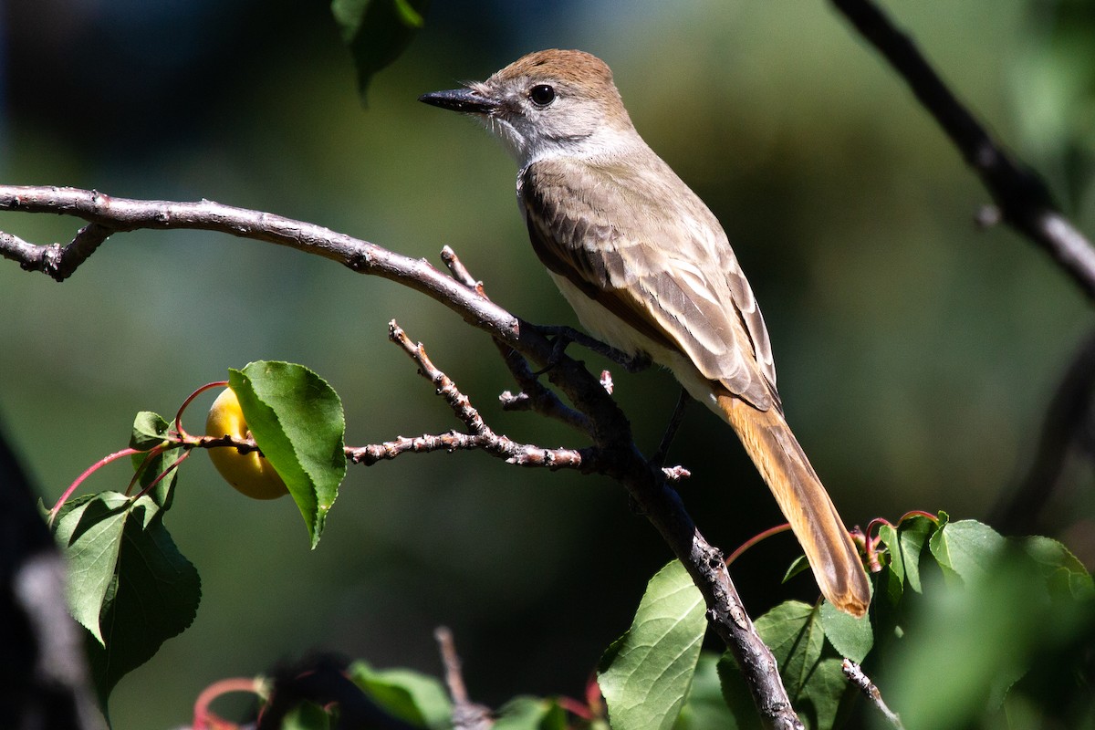 Ash-throated Flycatcher - Rozelle Wright