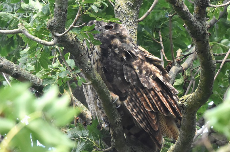 Eurasian Eagle-Owl - Klaas Heeres