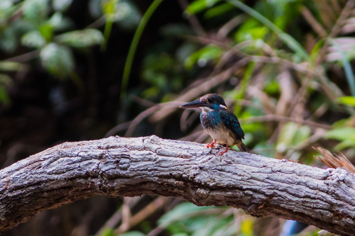 Malaysian Blue-banded Kingfisher - ruocheng Hu