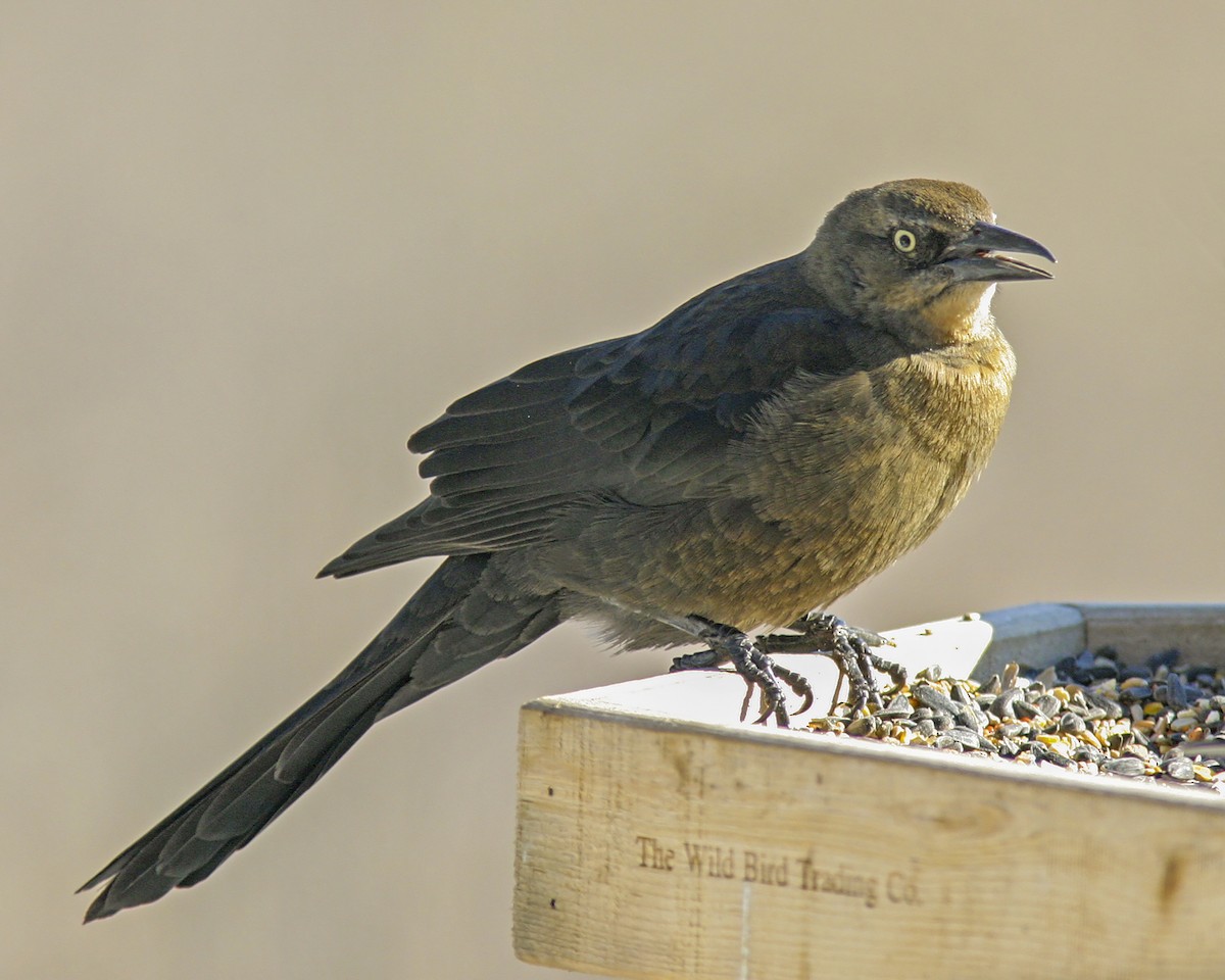 Great-tailed Grackle - ML171505031
