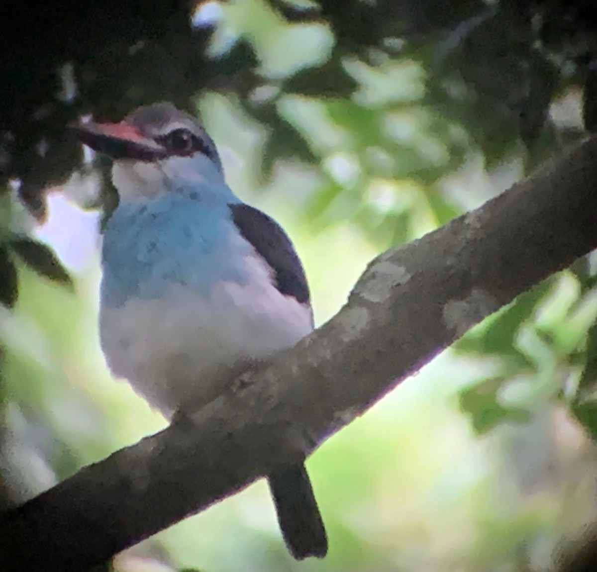 Blue-breasted Kingfisher - ML171507631