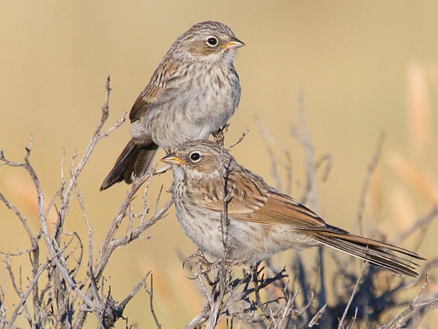 Sagebrush Sparrow eBird