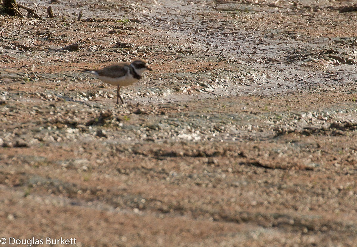 Semipalmated Plover - ML171510971