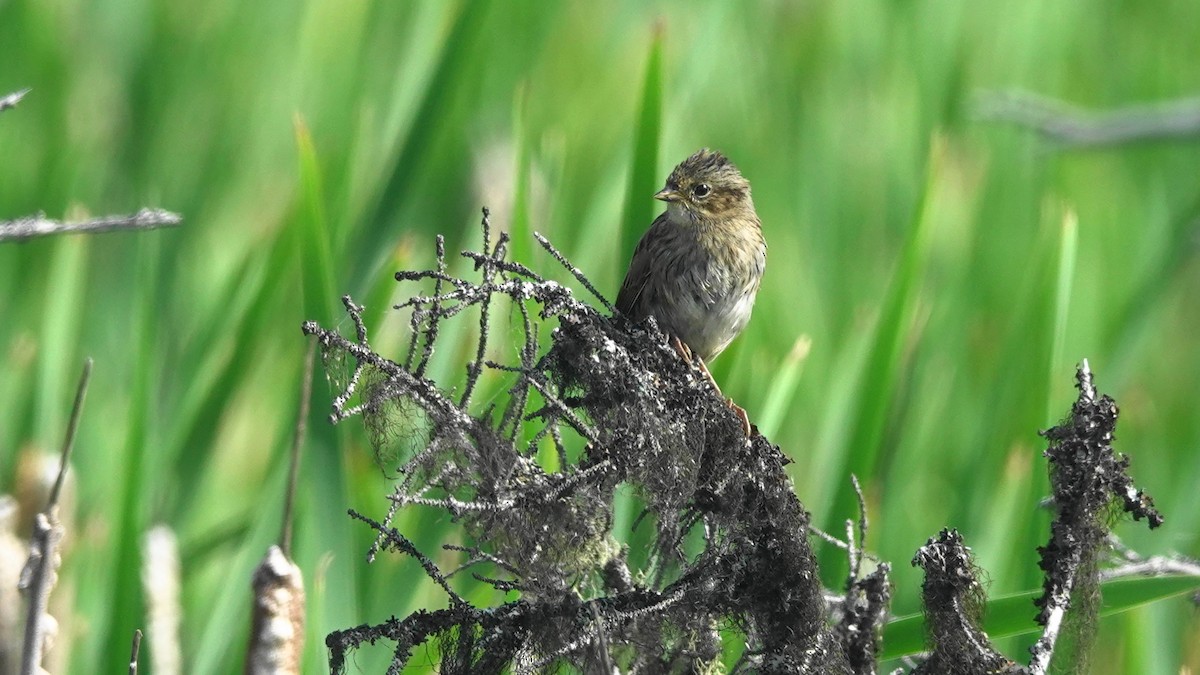 Lincoln's/Swamp Sparrow - Barry Day
