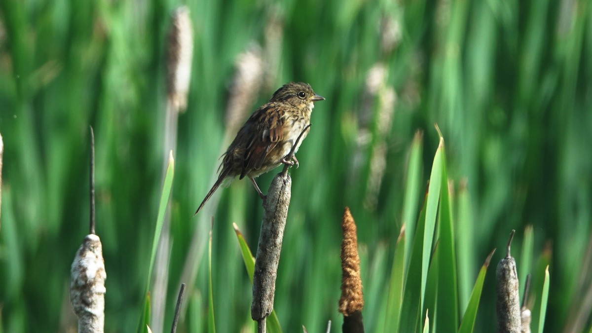 Lincoln's/Swamp Sparrow - Barry Day