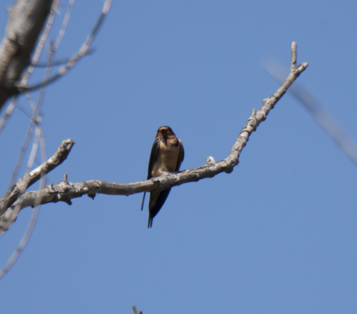 Barn Swallow - ML171512181