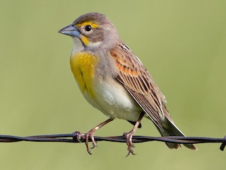Gorrión de Pecho Amarillo - eBird