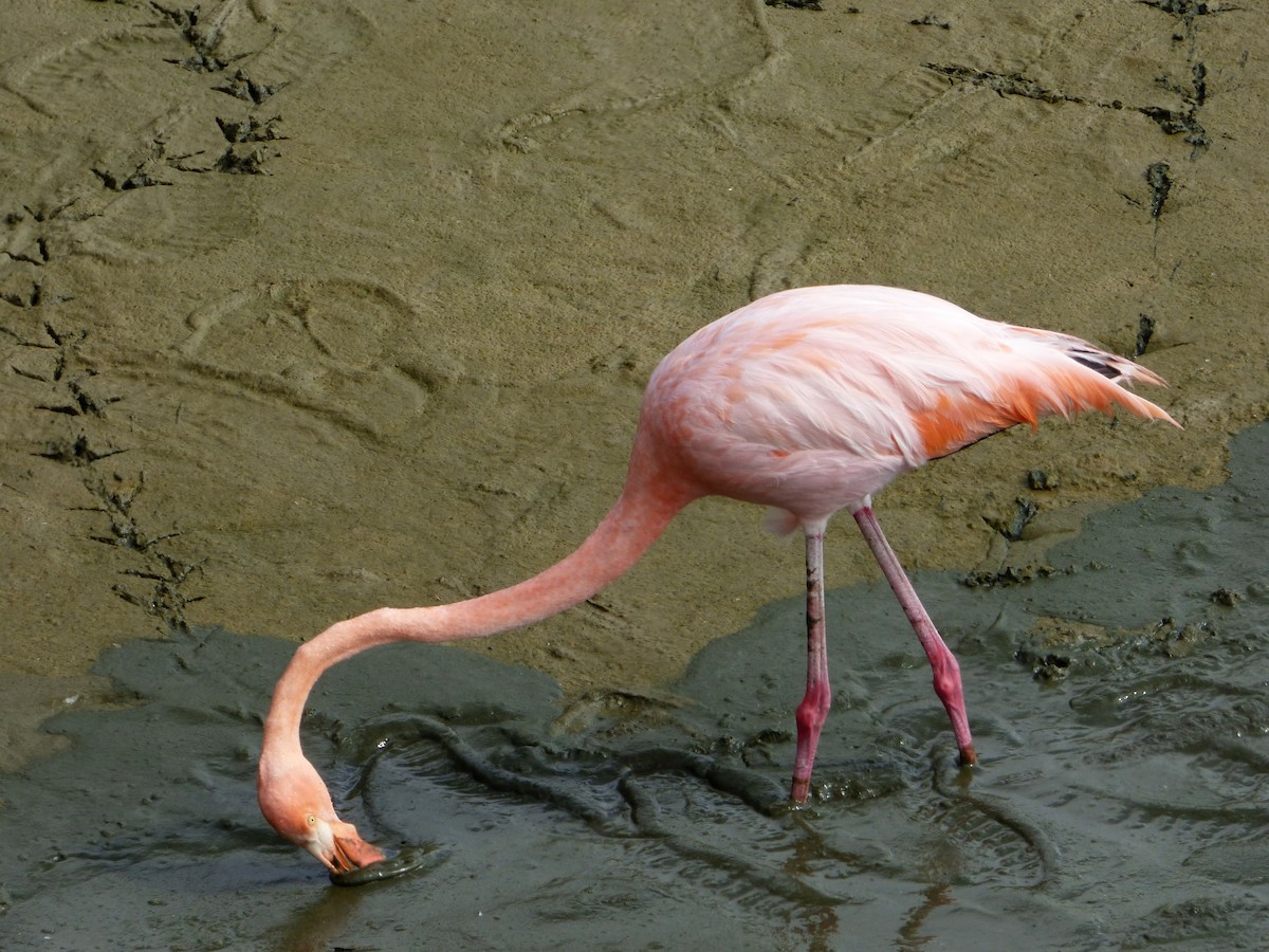 Amerika Flamingosu - ML171513931