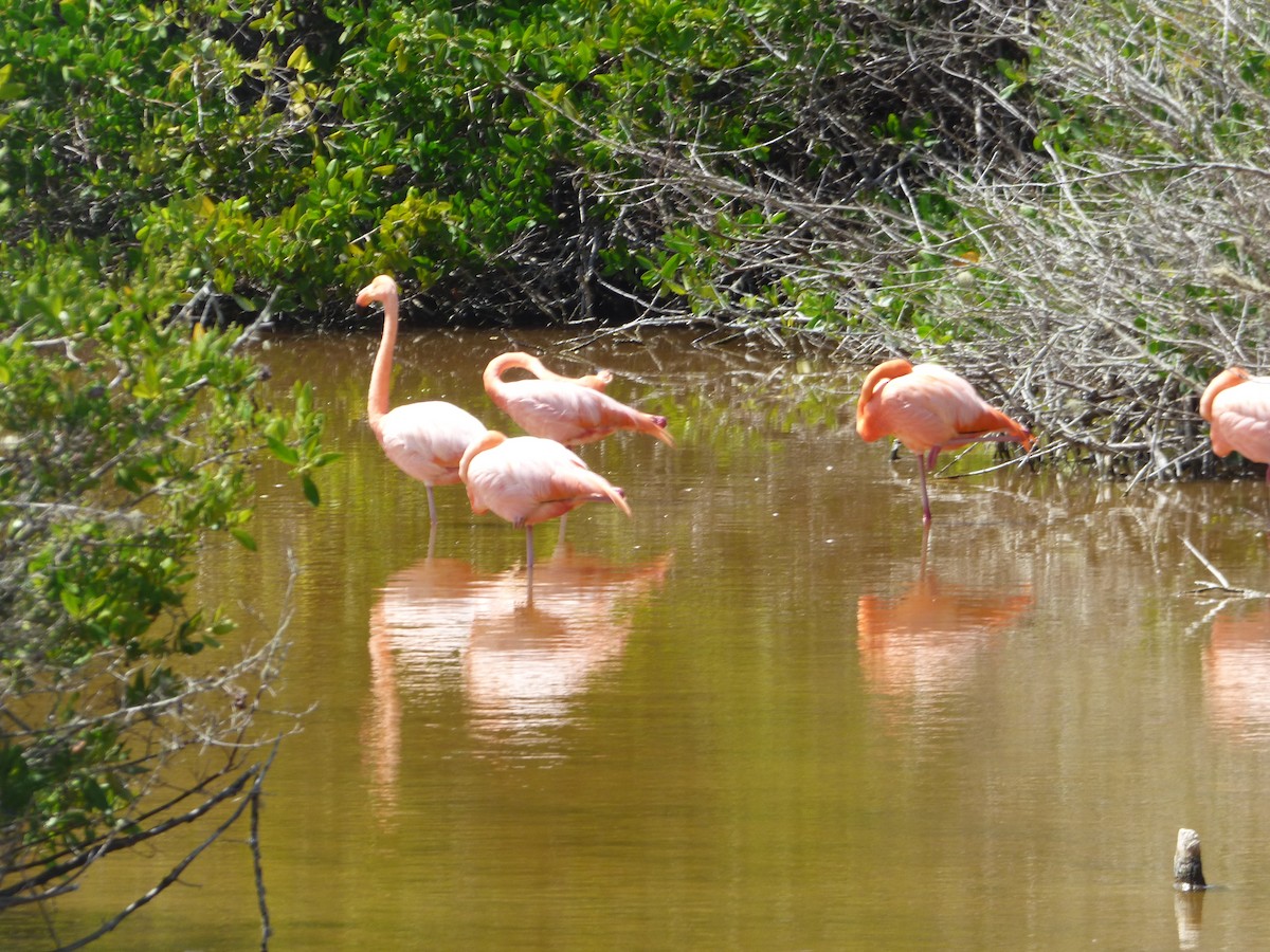 Amerika Flamingosu - ML171513951