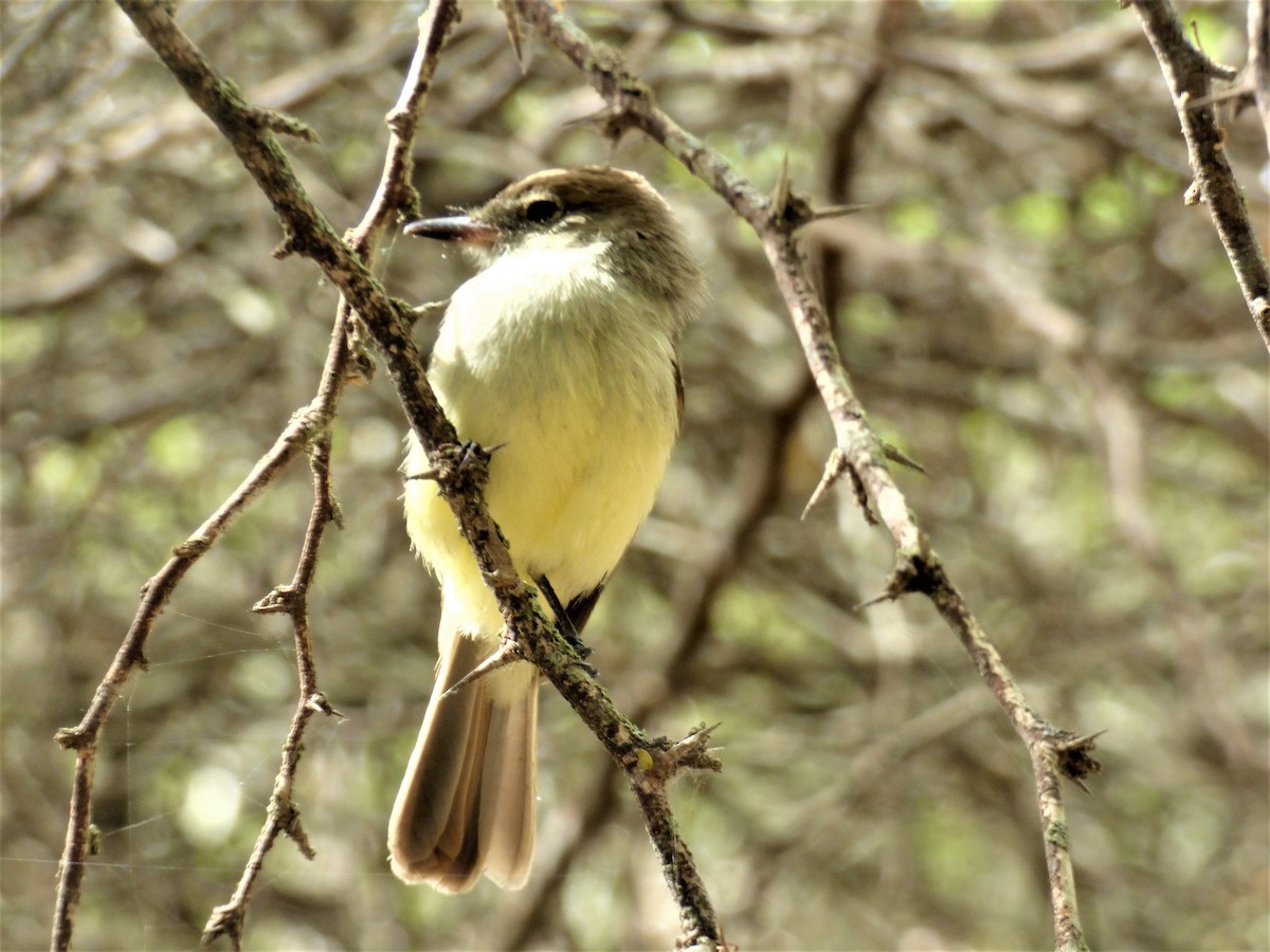 Galapagos Flycatcher - Mike Tuer