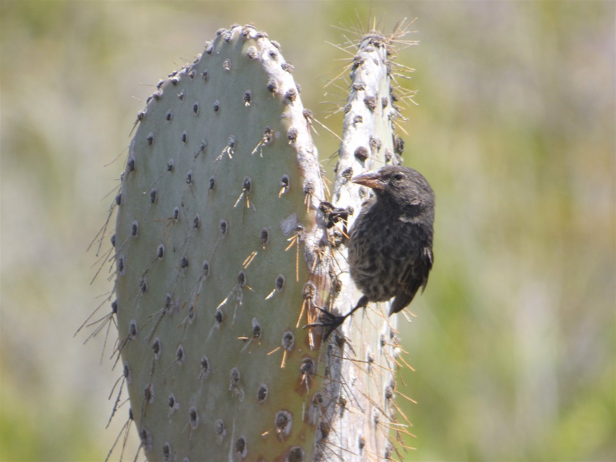 Common Cactus-Finch - ML171515911