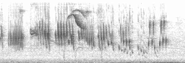 White-rumped Swallow - ML171517