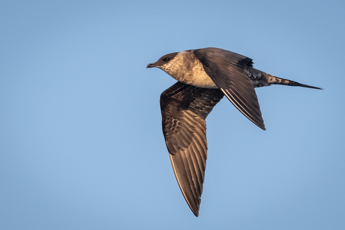 Long-tailed Jaeger - ML171518831