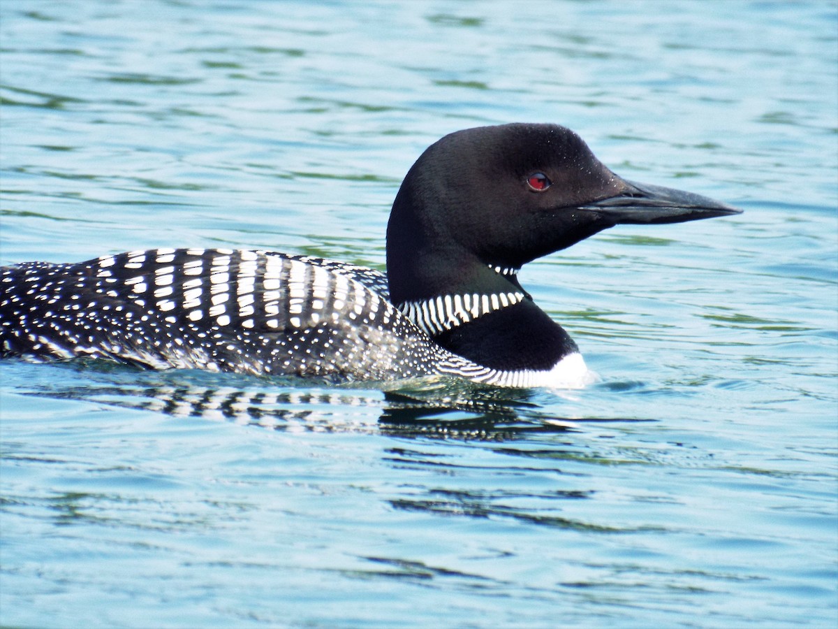 Common Loon - Cindy Grimes