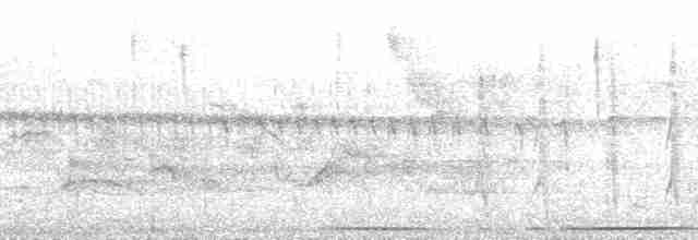 gulbuktykknebb (aureoventris) - ML171527