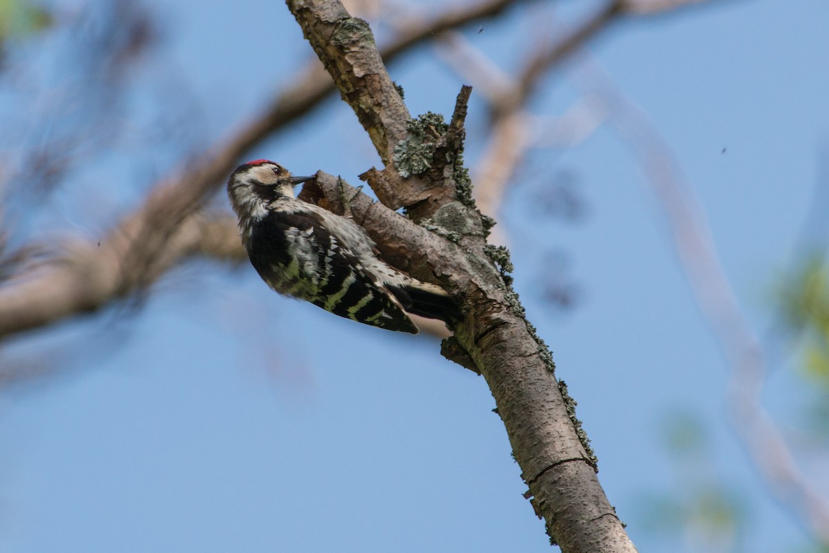 Lesser Spotted Woodpecker - Hans Norelius