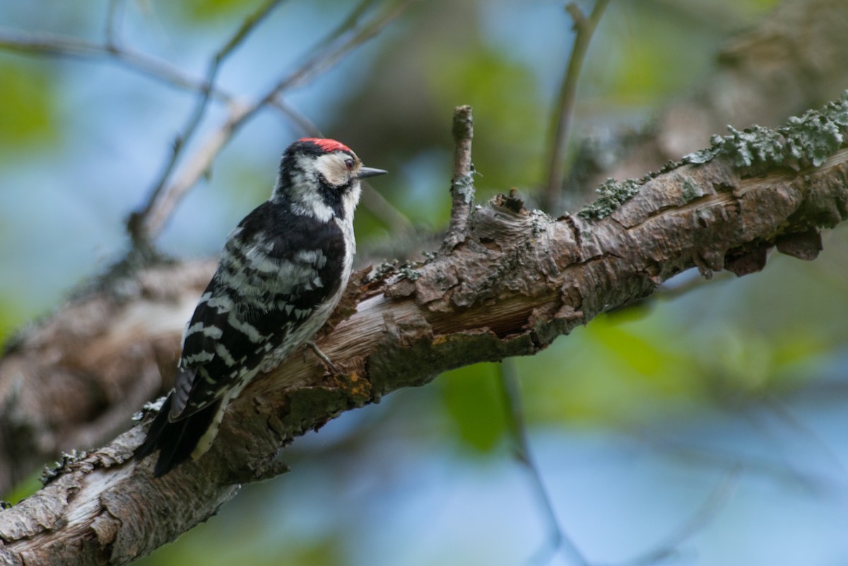 Lesser Spotted Woodpecker - ML171527061