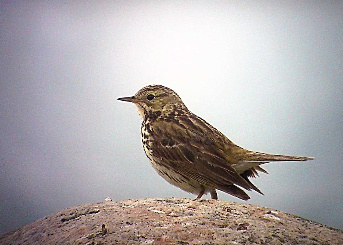Meadow Pipit - ML171527641