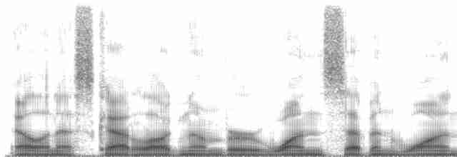セグロオウゴンイカル（aureoventris） - ML171528
