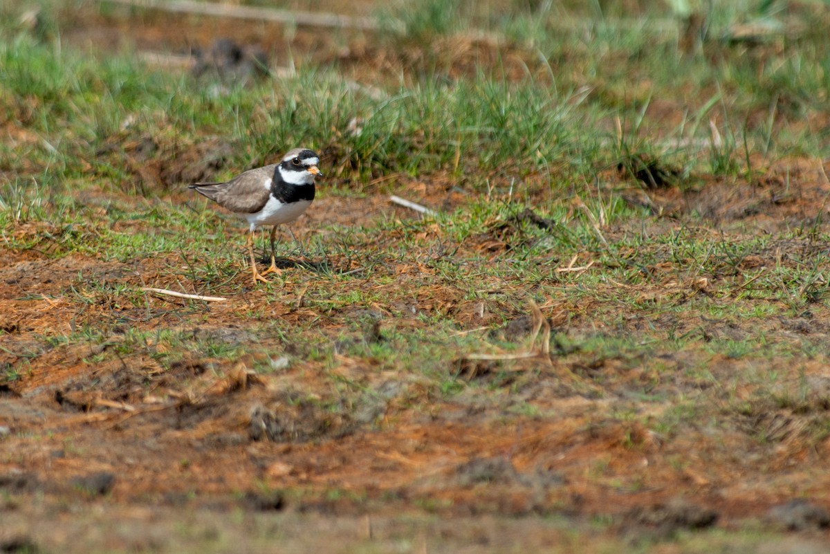 Common Ringed Plover - ML171529041