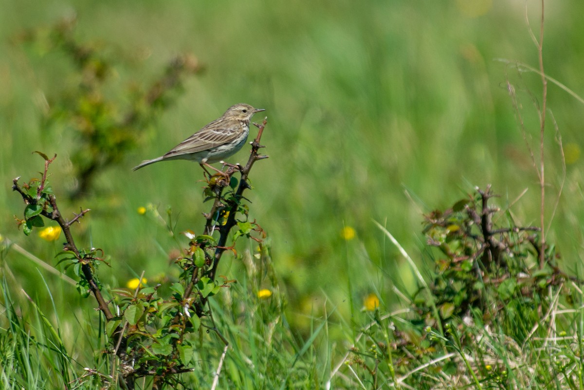 Meadow Pipit - ML171529141