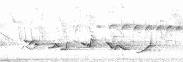 gulbuktykknebb (aureoventris) - ML171530