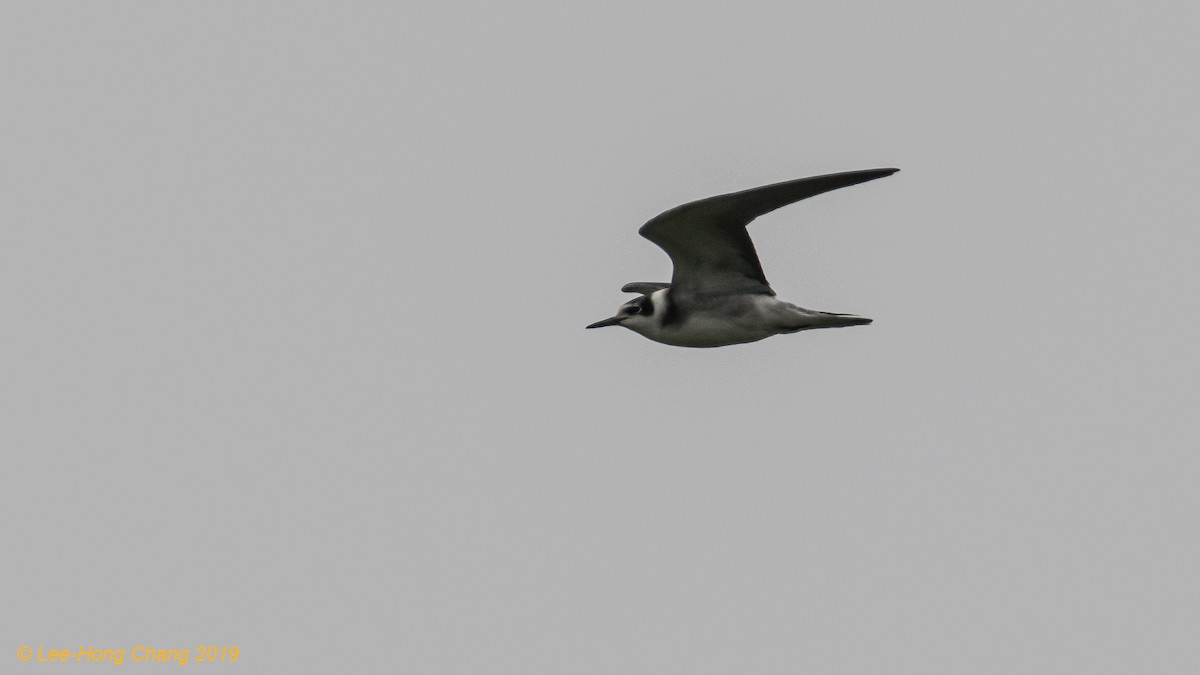 Black Tern (American) - ML171531311