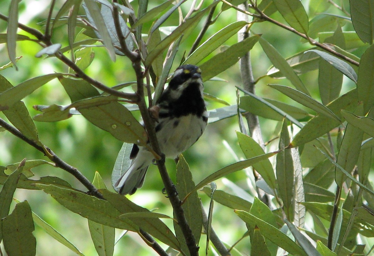 Black-throated Gray Warbler - Steve Hosmer