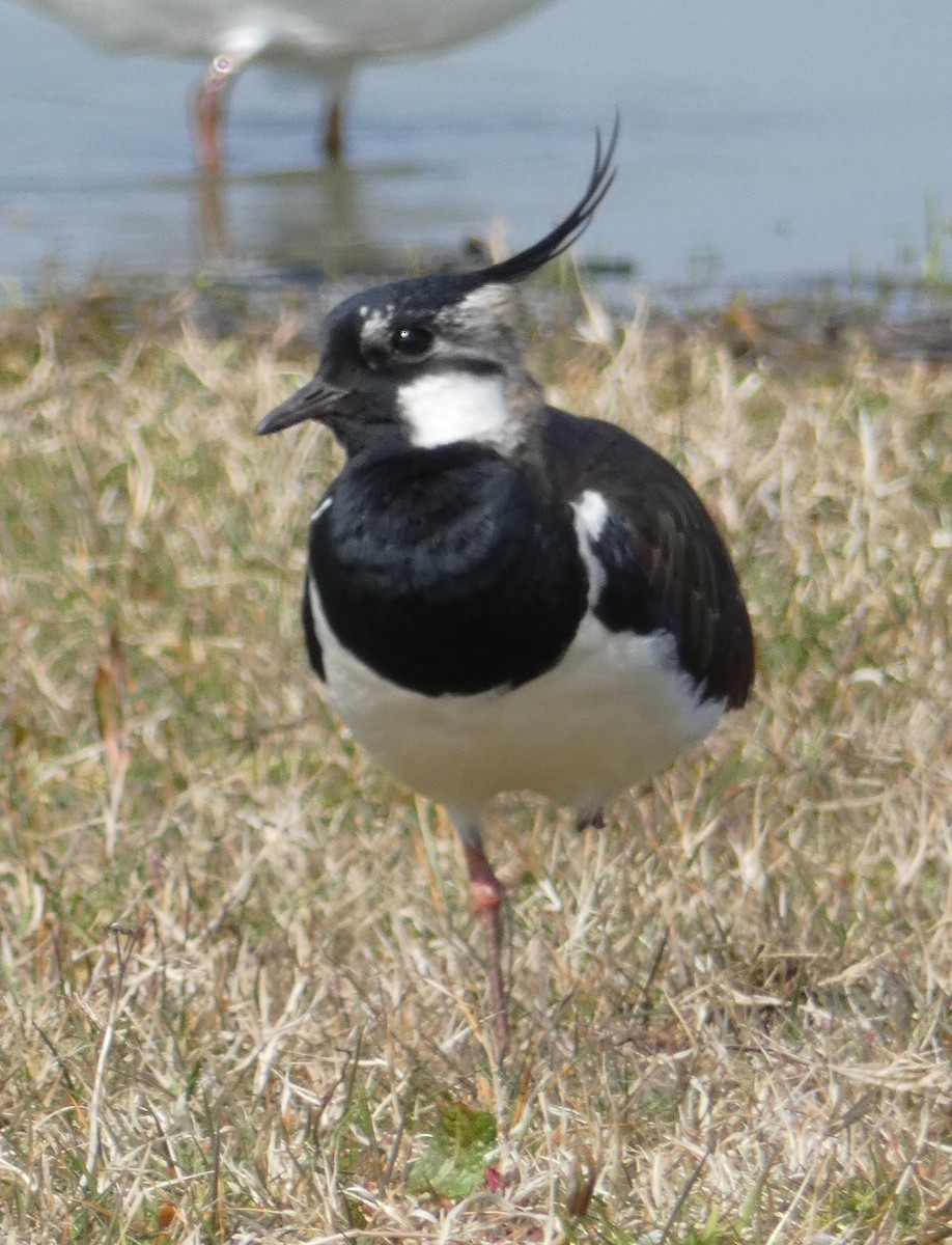 Northern Lapwing - Alan Younger