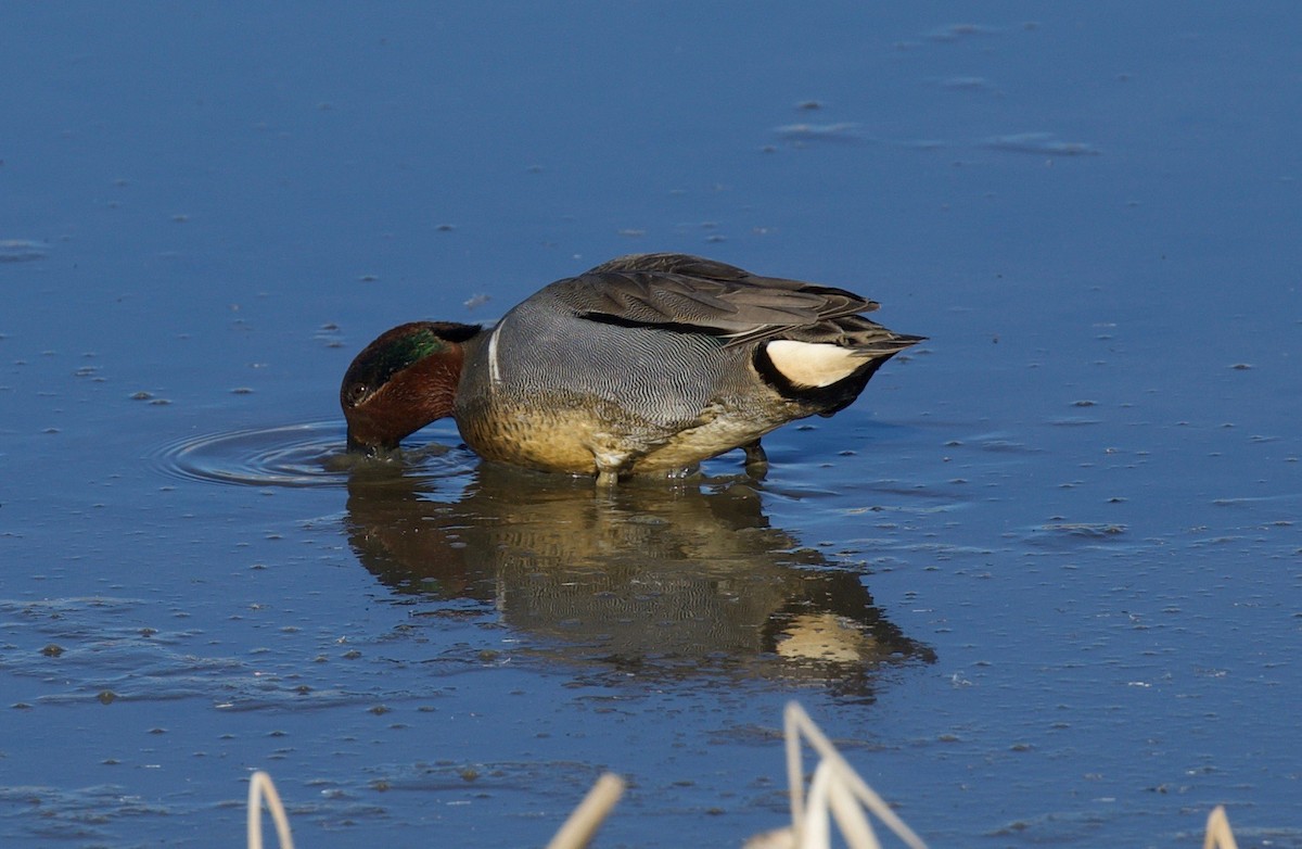 Green-winged Teal - ML171537981