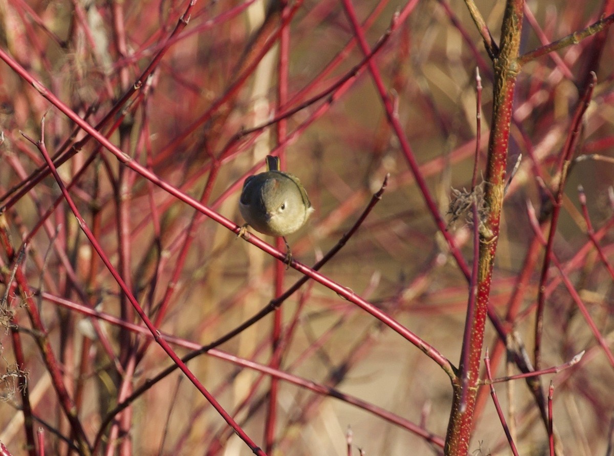 Ruby-crowned Kinglet - Andrew Kenny