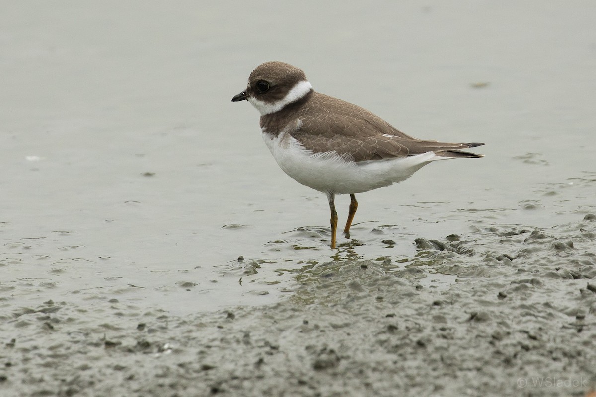 Semipalmated Plover - ML171539291