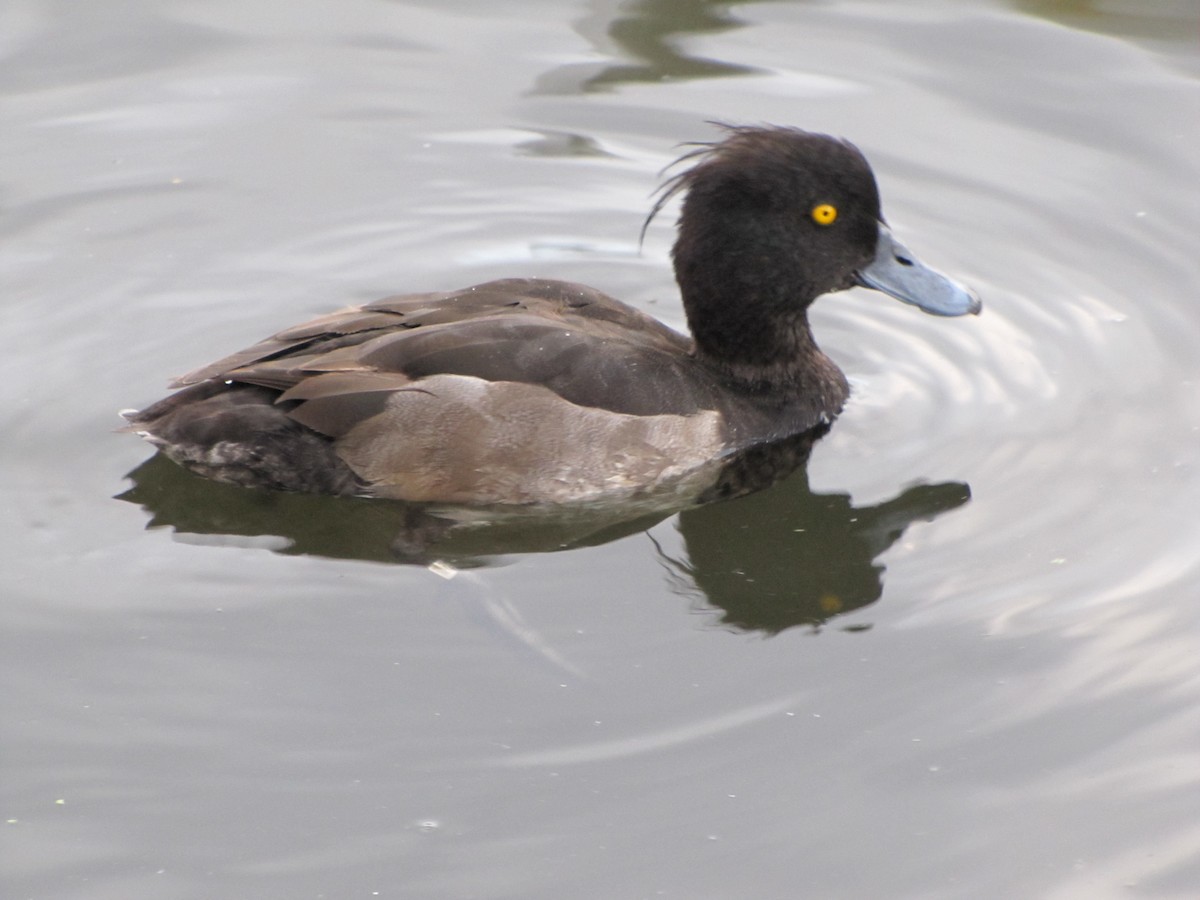 Tufted Duck - ML171546471